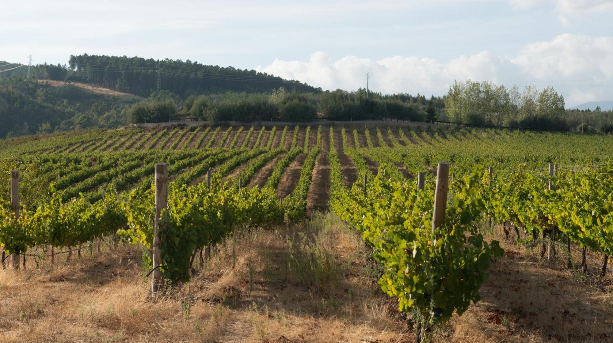 Tranca Da Barriga - Casa Do Vinho By Quinta De Sao Tiago Séjour à la ferme Covilhã