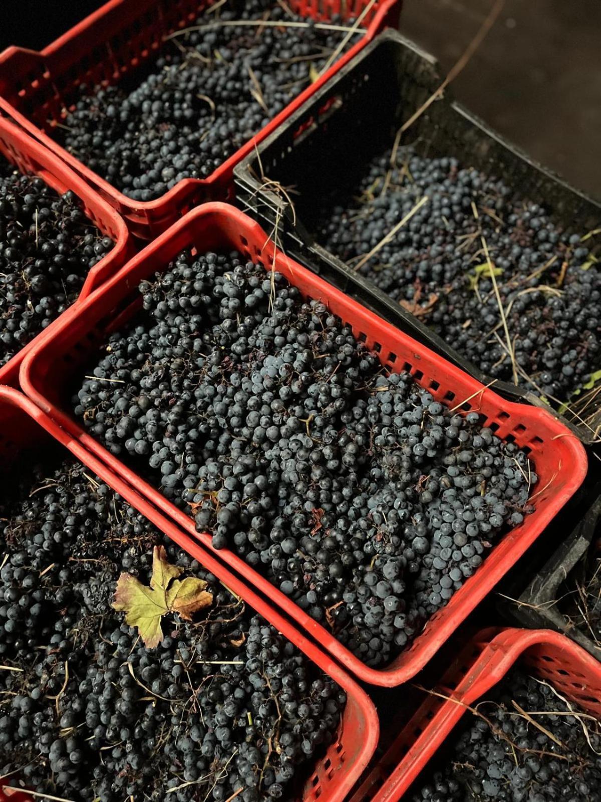 Tranca Da Barriga - Casa Do Vinho By Quinta De Sao Tiago Séjour à la ferme Covilhã
